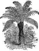 Advertisement for Australian Tree Ferns